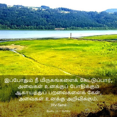 Picture 03 - யோபு 12:7 TAMIRV - இப்போதும் நீ - Bible Verse Picture