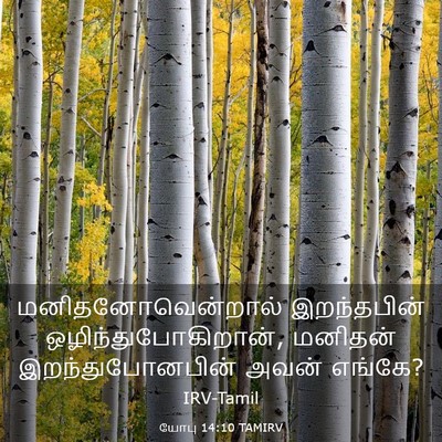 Picture 03 - யோபு 14:10 TAMIRV - மனிதனோவென்றால் - Bible Verse Picture