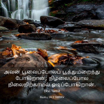 Picture 03 - யோபு 14:2 TAMIRV - அவன் பூவைப்போலப் - Bible Verse Picture