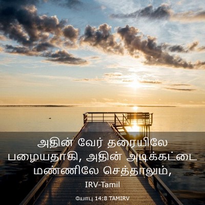 Picture 03 - யோபு 14:8 TAMIRV - அதின் வேர் - Bible Verse Picture