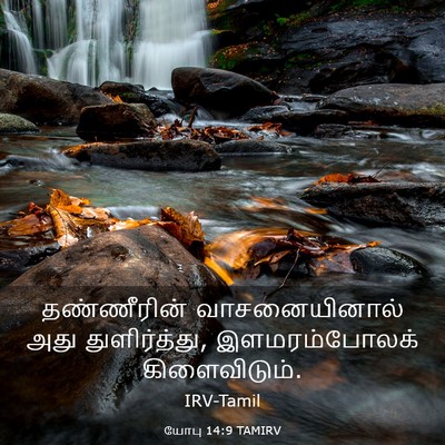 Picture 03 - யோபு 14:9 TAMIRV - தண்ணீரின் - Bible Verse Picture
