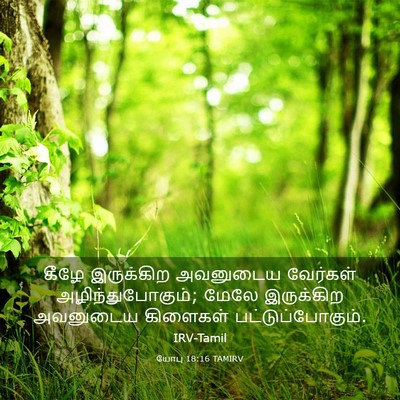 Picture 03 - யோபு 18:16 TAMIRV - கீழே இருக்கிற - Bible Verse Picture