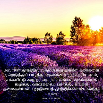 Picture 03 - யோபு 2:12 TAMIRV - அவர்கள் தூரத்தில் - Bible Verse Picture