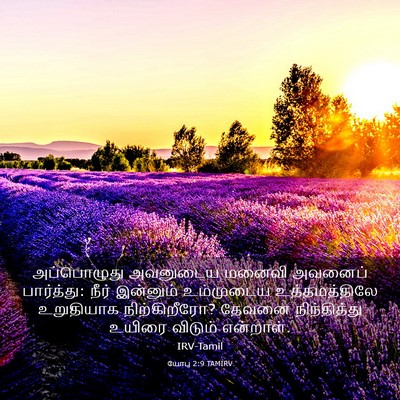 Picture 03 - யோபு 2:9 TAMIRV - அப்பொழுது அவனுடைய - Bible Verse Picture