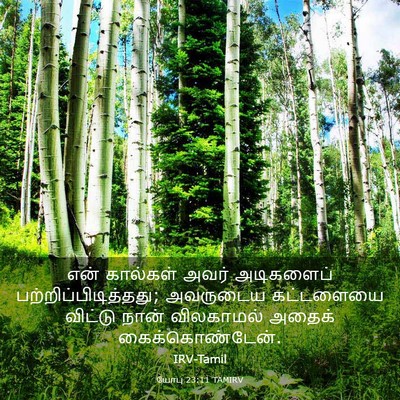 Picture 03 - யோபு 23:11 TAMIRV - என் கால்கள் அவர் - Bible Verse Picture