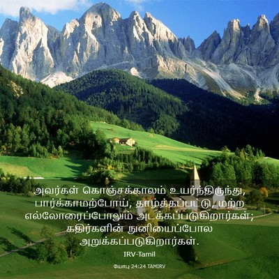 Picture 03 - யோபு 24:24 TAMIRV - அவர்கள் - Bible Verse Picture