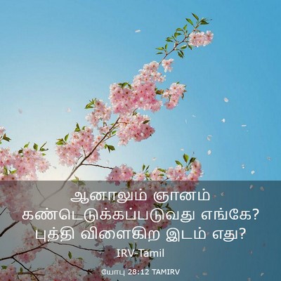 Picture 03 - யோபு 28:12 TAMIRV - ஆனாலும் ஞானம் - Bible Verse Picture