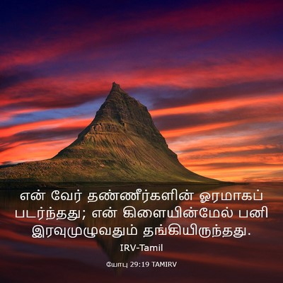 Picture 03 - யோபு 29:19 TAMIRV - என் வேர் - Bible Verse Picture