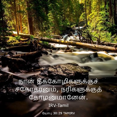 Picture 03 - யோபு 30:29 TAMIRV - நான் - Bible Verse Picture