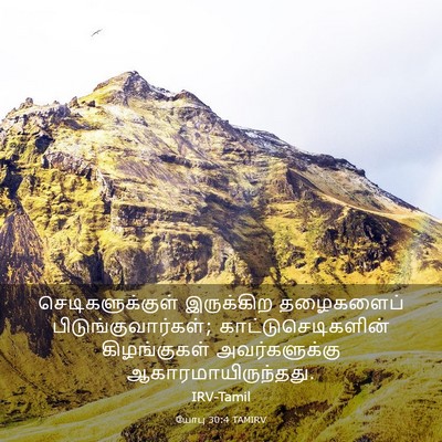 Picture 03 - யோபு 30:4 TAMIRV - செடிகளுக்குள் - Bible Verse Picture