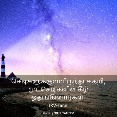 Picture 03 - யோபு 30:7 TAMIRV -  - Bible Verse Picture