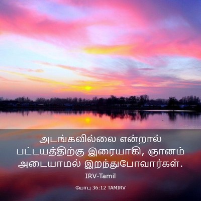 Picture 03 - யோபு 36:12 TAMIRV - அடங்கவில்லை - Bible Verse Picture