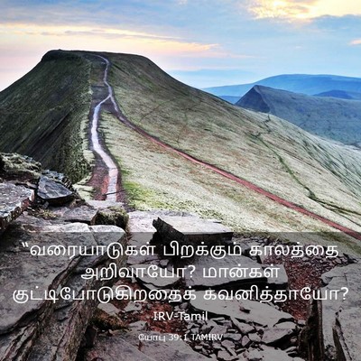 Picture 03 - யோபு 39:1 TAMIRV - “வரையாடுகள் - Bible Verse Picture