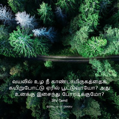 Picture 03 - யோபு 39:10 TAMIRV - வயலில் உழ நீ - Bible Verse Picture