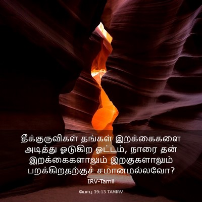 Picture 03 - யோபு 39:13 TAMIRV - தீக்குருவிகள் - Bible Verse Picture