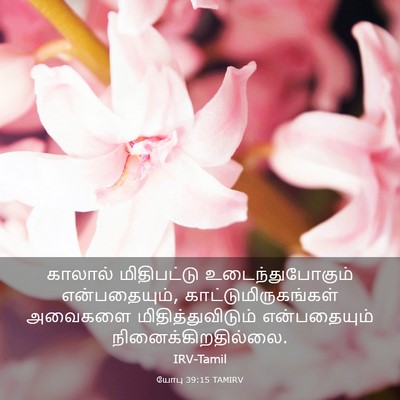 Picture 03 - யோபு 39:15 TAMIRV - காலால் மிதிபட்டு - Bible Verse Picture