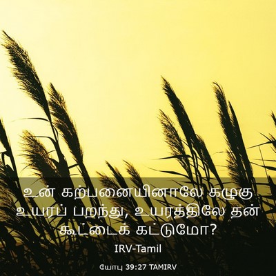 Picture 03 - யோபு 39:27 TAMIRV - உன் கற்பனையினாலே - Bible Verse Picture