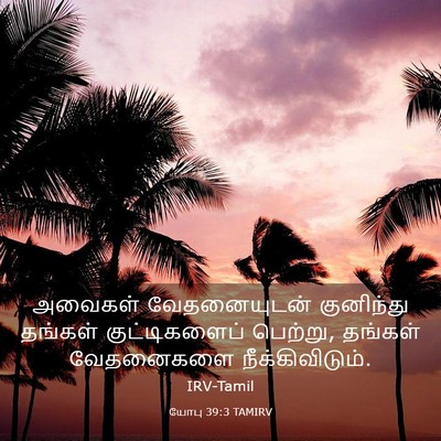 Picture 03 - யோபு 39:3 TAMIRV - அவைகள் வேதனையுடன் - Bible Verse Picture
