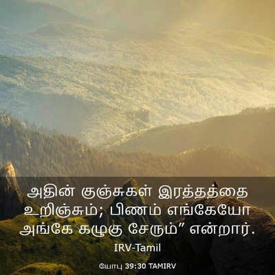 Picture 03 - யோபு 39:30 TAMIRV - அதின் குஞ்சுகள் - Bible Verse Picture