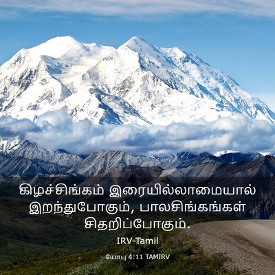 Picture 03 - யோபு 4:11 TAMIRV - கிழச்சிங்கம் - Bible Verse Picture