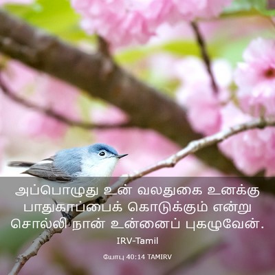 Picture 03 - யோபு 40:14 TAMIRV - அப்பொழுது உன் - Bible Verse Picture