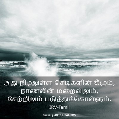 Picture 03 - யோபு 40:21 TAMIRV - அது நிழலுள்ள - Bible Verse Picture