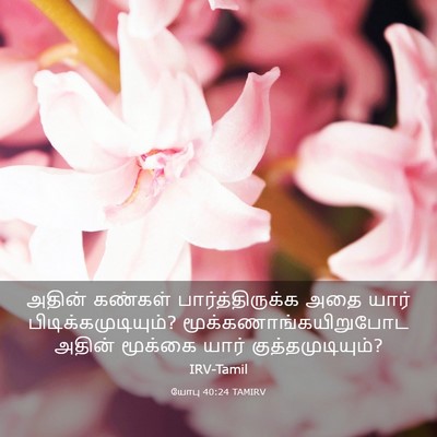 Picture 03 - யோபு 40:24 TAMIRV - அதின் கண்கள் - Bible Verse Picture