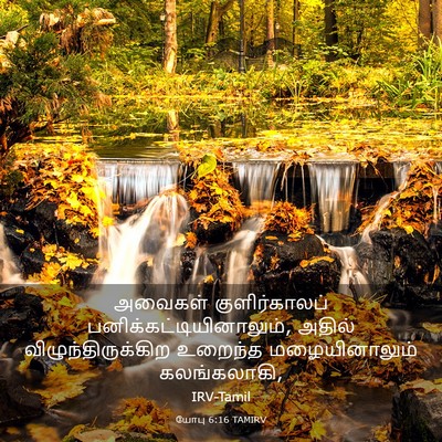 Picture 03 - யோபு 6:16 TAMIRV - அவைகள் - Bible Verse Picture