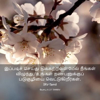Picture 03 - யோபு 6:27 TAMIRV - இப்படிச் செய்து - Bible Verse Picture