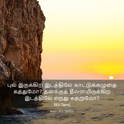 Picture 03 - யோபு 6:5 TAMIRV - புல் இருக்கிற - Bible Verse Picture