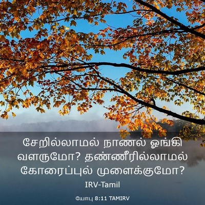 Picture 03 - யோபு 8:11 TAMIRV - சேறில்லாமல் நாணல் - Bible Verse Picture