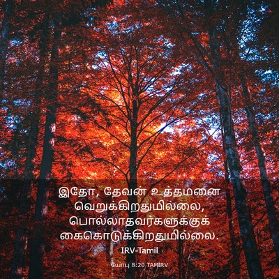 Picture 03 - யோபு 8:20 TAMIRV - இதோ, தேவன் உத்தமனை - Bible Verse Picture