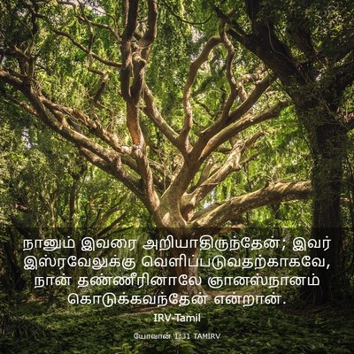 Picture 03 - யோவான் 1:31 TAMIRV - நானும் இவரை - Bible Verse Picture
