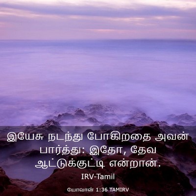 Picture 03 - யோவான் 1:36 TAMIRV - இயேசு நடந்து - Bible Verse Picture