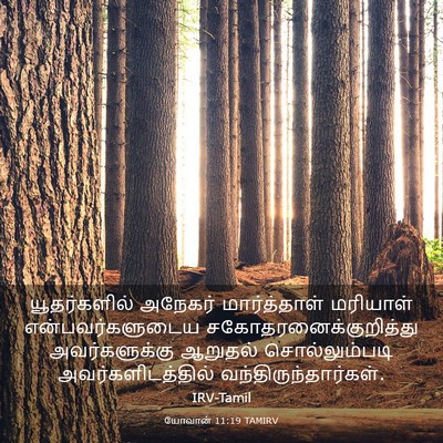 Picture 03 - யோவான் 11:19 TAMIRV - யூதர்களில் அநேகர் - Bible Verse Picture