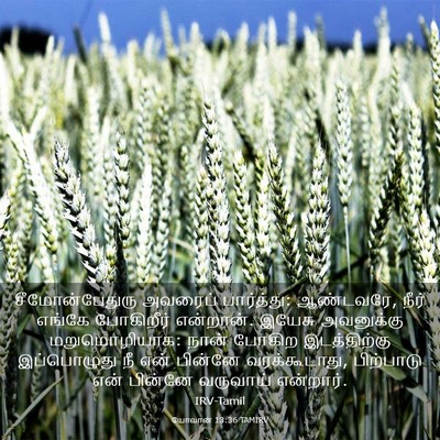 Picture 03 - யோவான் 13:36 TAMIRV - சீமோன்பேதுரு - Bible Verse Picture