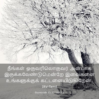 Picture 03 - யோவான் 15:17 TAMIRV - நீங்கள் - Bible Verse Picture
