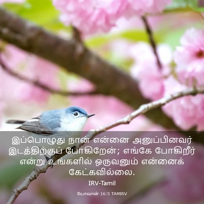 Picture 03 - யோவான் 16:5 TAMIRV - இப்பொழுது நான் - Bible Verse Picture