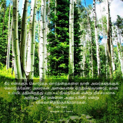 Picture 03 - யோவான் 17:8 TAMIRV - நீர் எனக்குக் - Bible Verse Picture
