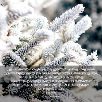 Picture 03 - யோவான் 4:35 TAMIRV - அறுப்புக்காலம் - Bible Verse Picture