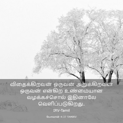 Picture 03 - யோவான் 4:37 TAMIRV - விதைக்கிறவன் - Bible Verse Picture