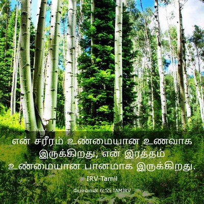 Picture 03 - யோவான் 6:55 TAMIRV - என் சரீரம் - Bible Verse Picture