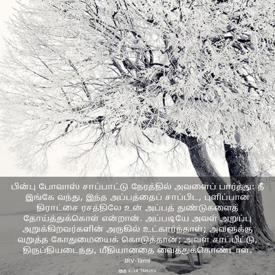 Picture 03 - ரூத் 2:14 TAMIRV - பின்பு போவாஸ் - Bible Verse Picture