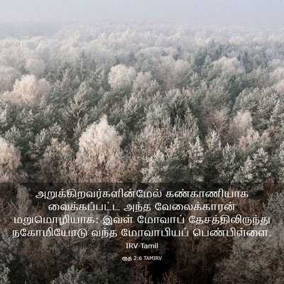Picture 03 - ரூத் 2:6 TAMIRV -  - Bible Verse Picture