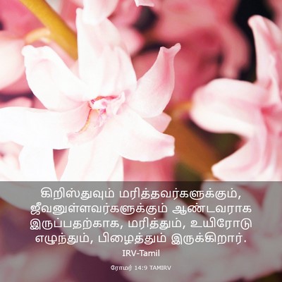 Picture 03 - ரோமர் 14:9 TAMIRV - கிறிஸ்துவும் - Bible Verse Picture