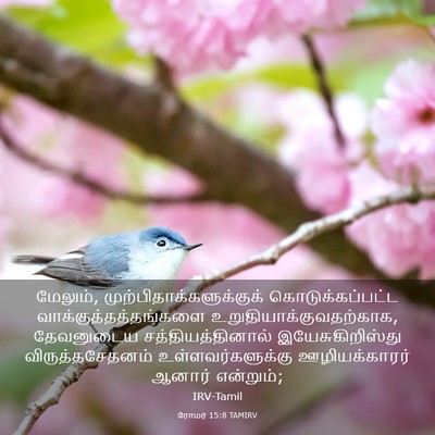 Picture 03 - ரோமர் 15:8 TAMIRV - மேலும், - Bible Verse Picture
