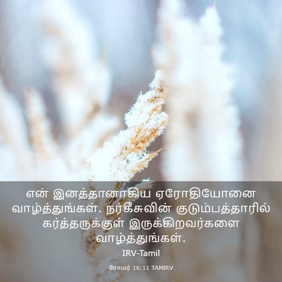 Picture 03 - ரோமர் 16:11 TAMIRV - என் இனத்தானாகிய - Bible Verse Picture