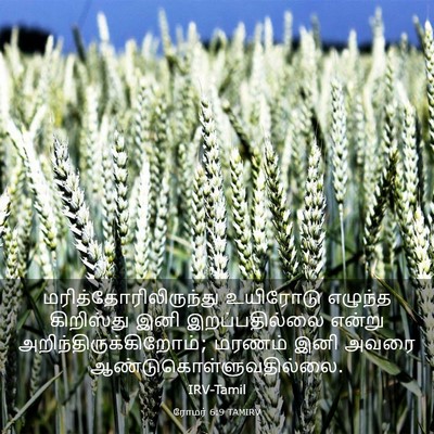 Picture 03 - ரோமர் 6:9 TAMIRV -  - Bible Verse Picture