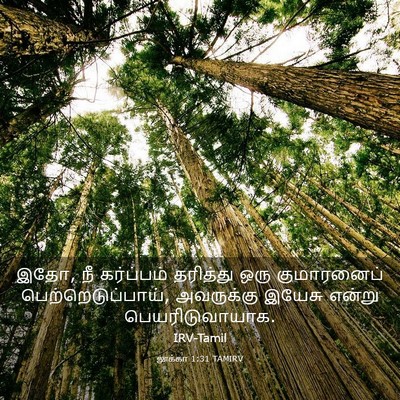 Picture 03 - லூக்கா 1:31 TAMIRV - இதோ, நீ கர்ப்பம் - Bible Verse Picture