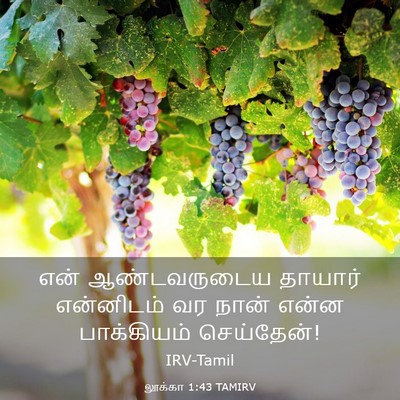 Picture 03 - லூக்கா 1:43 TAMIRV - என் ஆண்டவருடைய - Bible Verse Picture